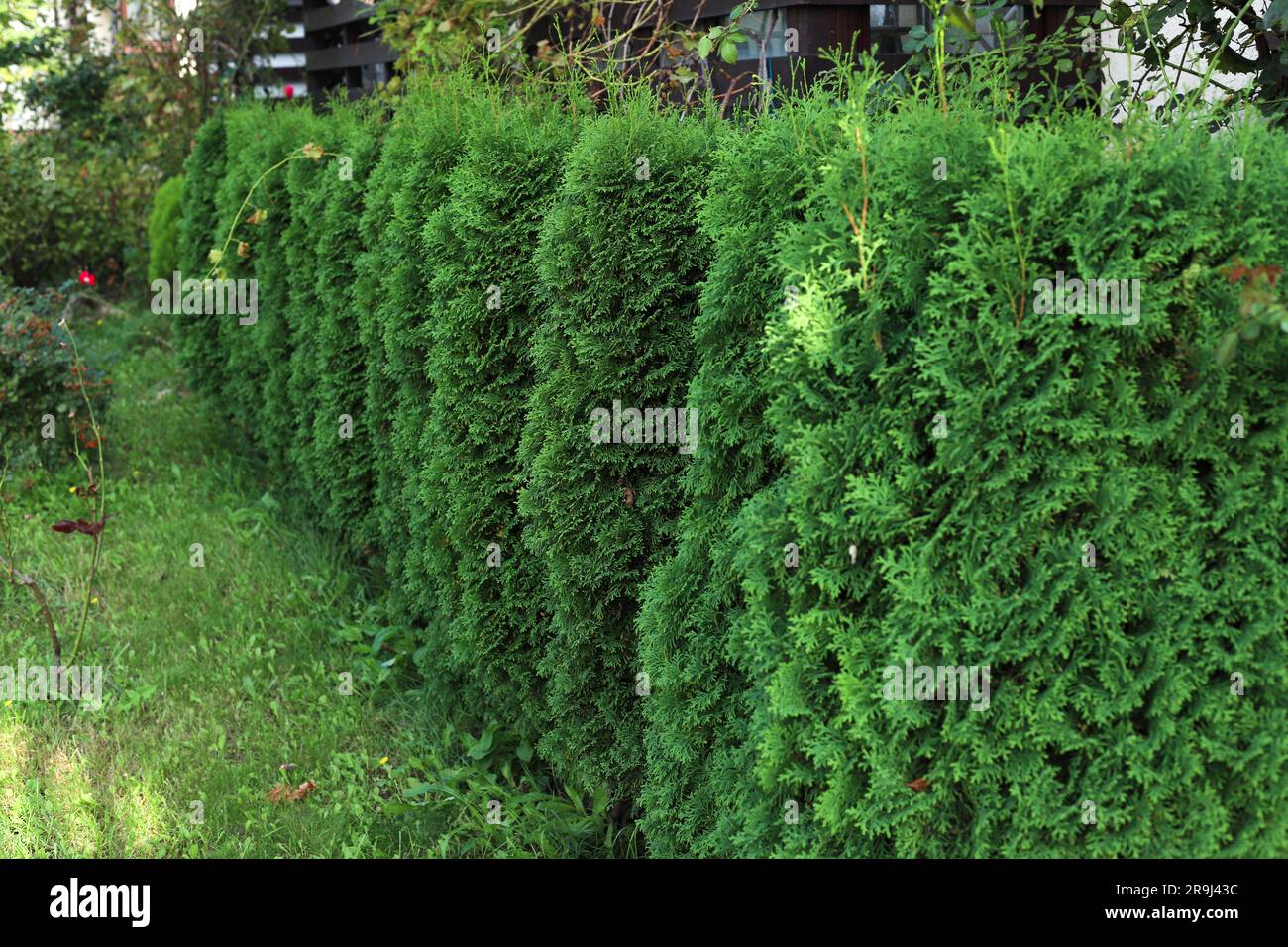 Green hedge of thuja trees. Green hedge of the tui tree. Cut thuja, nature, background. Stock Photo