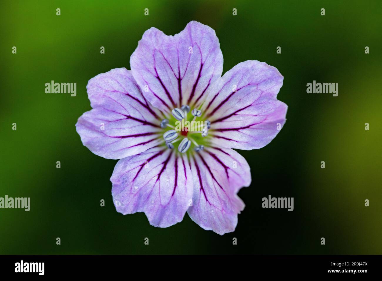 Geranium nodosum flower Stock Photo
