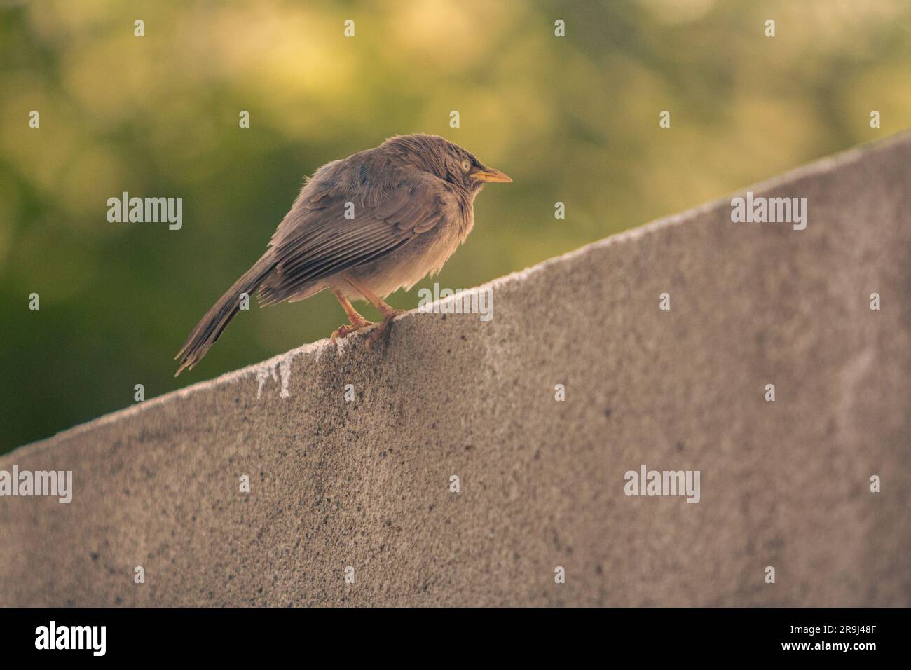 Indian Brown Chat Bird sitting on a wall; The scientific name of the Indian chat is Cercomela fusca and it belongs to the chat (Saxicolinae) subfamily Stock Photo