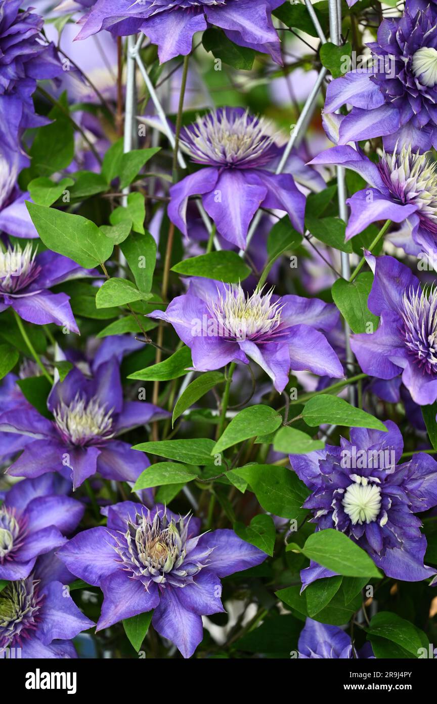 Clematis Multi Blue plant and flowers Stock Photo
