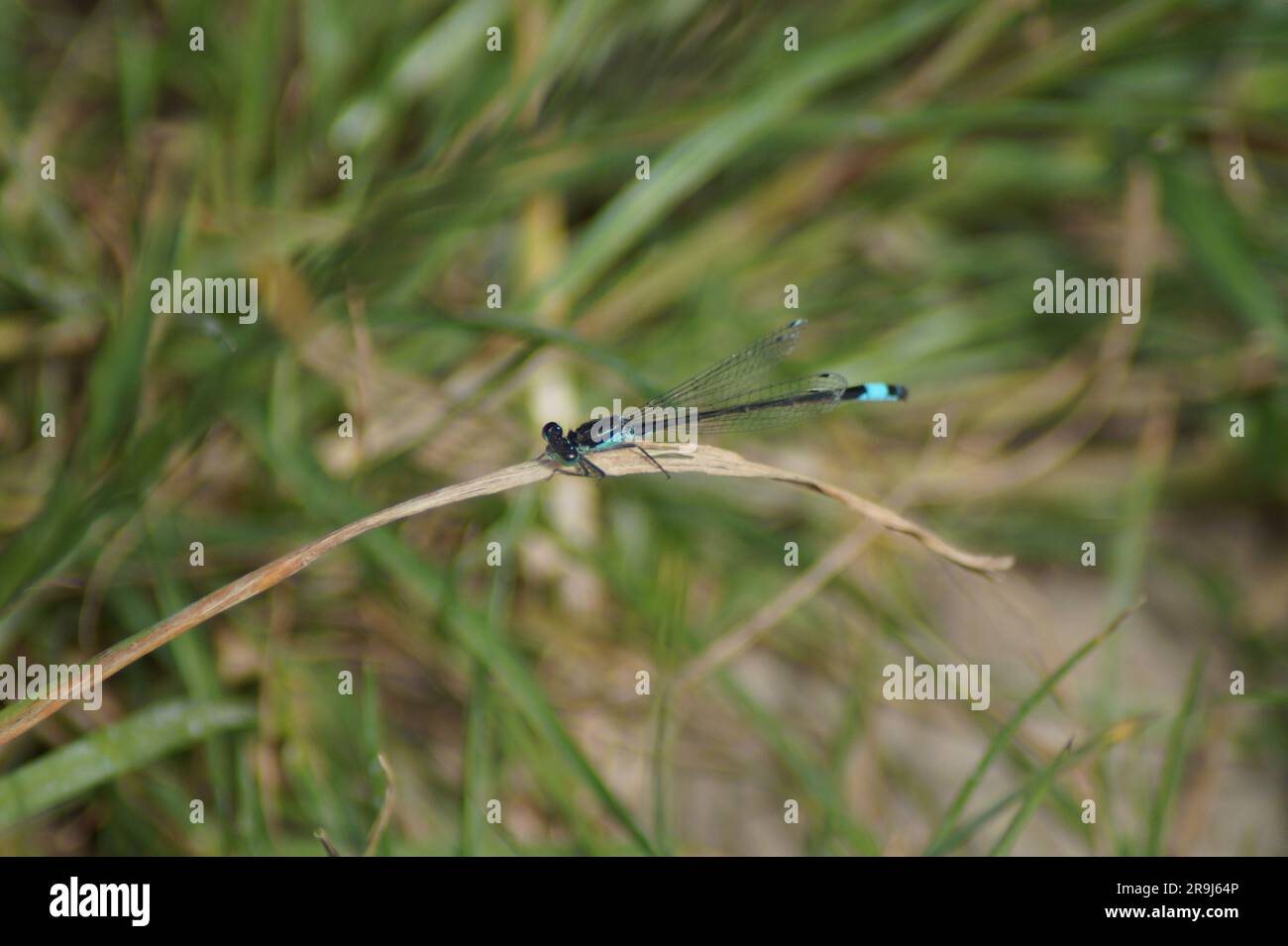 large damselfly sunning itself on a blade of grass Stock Photo - Alamy