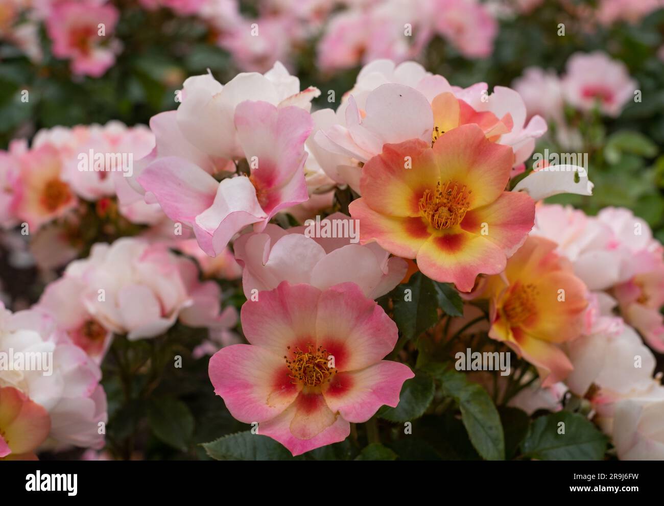 Beautiful, unusual pink, low growing yellow, white and red roses called ...