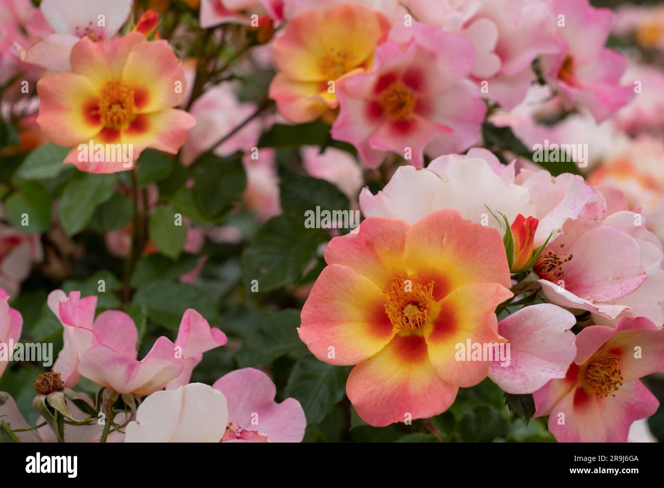 Beautiful, unusual pink, low growing yellow, white and red roses called ...