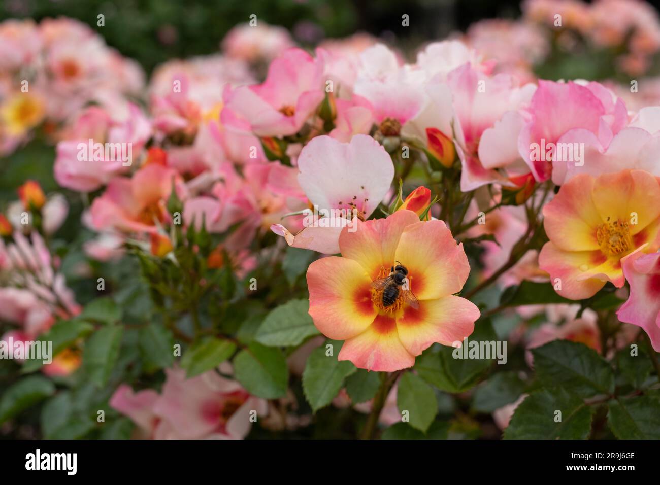 Beautiful, unusual pink, low growing yellow, white and red roses called ...