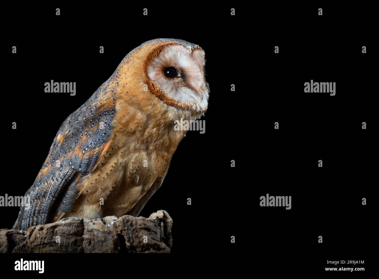 Dark coloured Barn owl Stock Photo