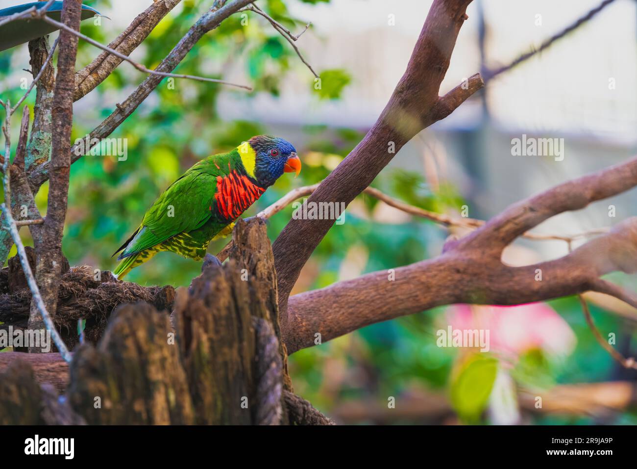 Lorikeet perched on old dead tree stump Stock Photo