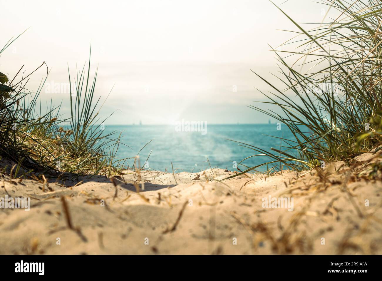 sand on the beach with dunes with flowers and grass with a view of the ...