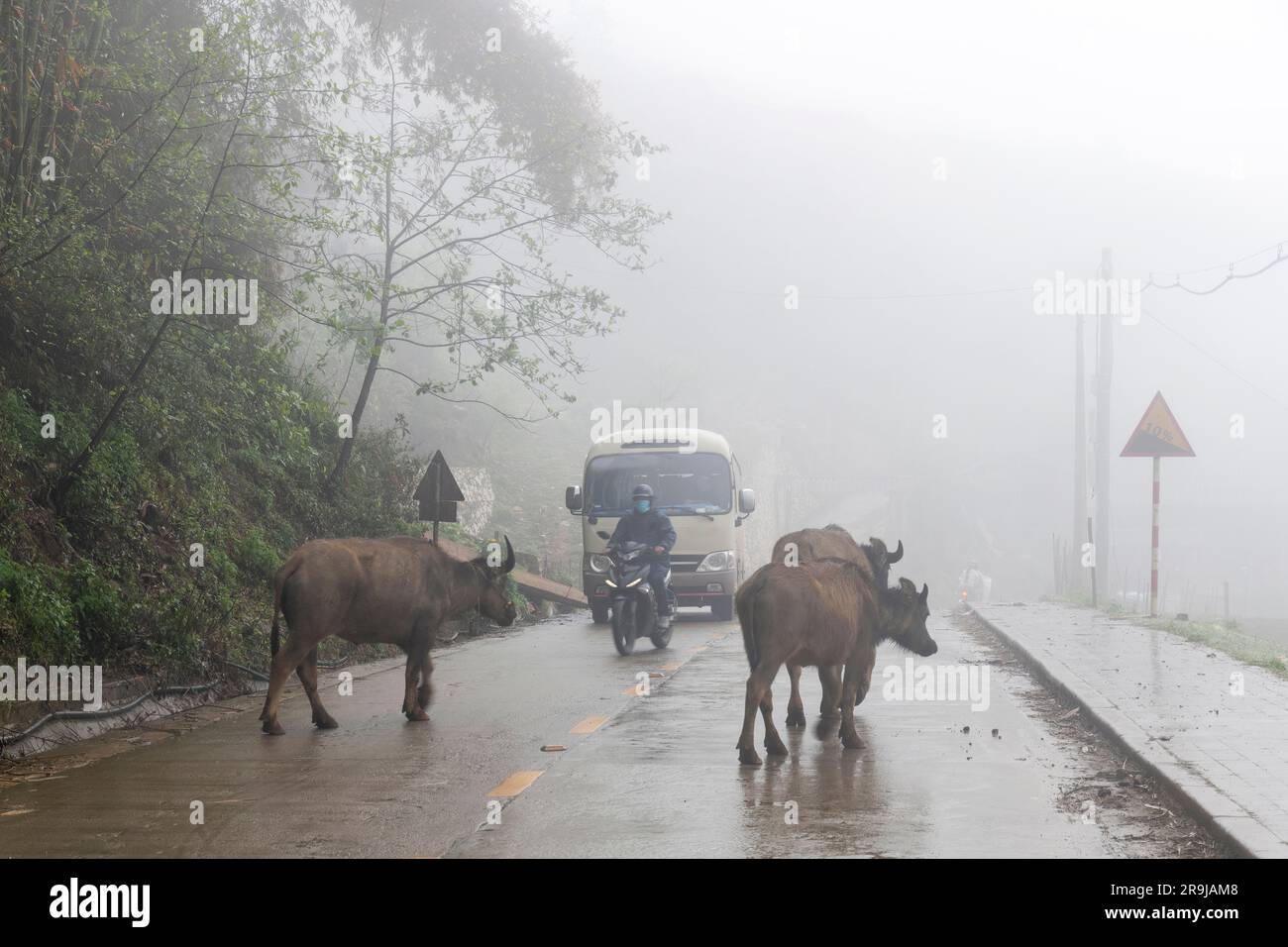 Sa Pa, Vietnam-April 2023; Water buffalos walking on the road while bus and scooter are waiting during a rainy day with clouds hanging over the road Stock Photo
