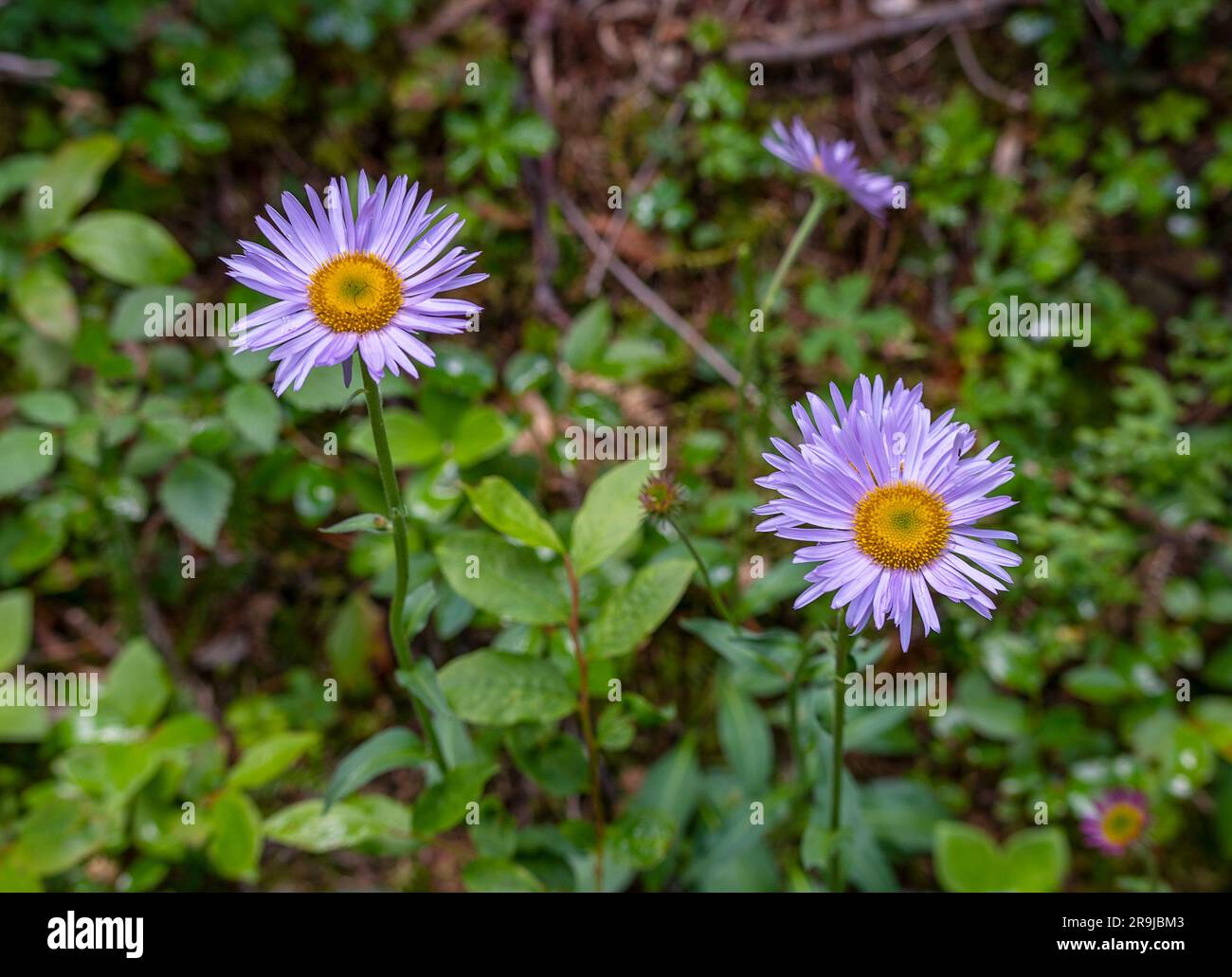 Fleabane, Erigeron trifidus, (aka subalpine fleabane, mountain daisy, wild aster) growing in Kootenay National Park, British Columbia, Canada Stock Photo