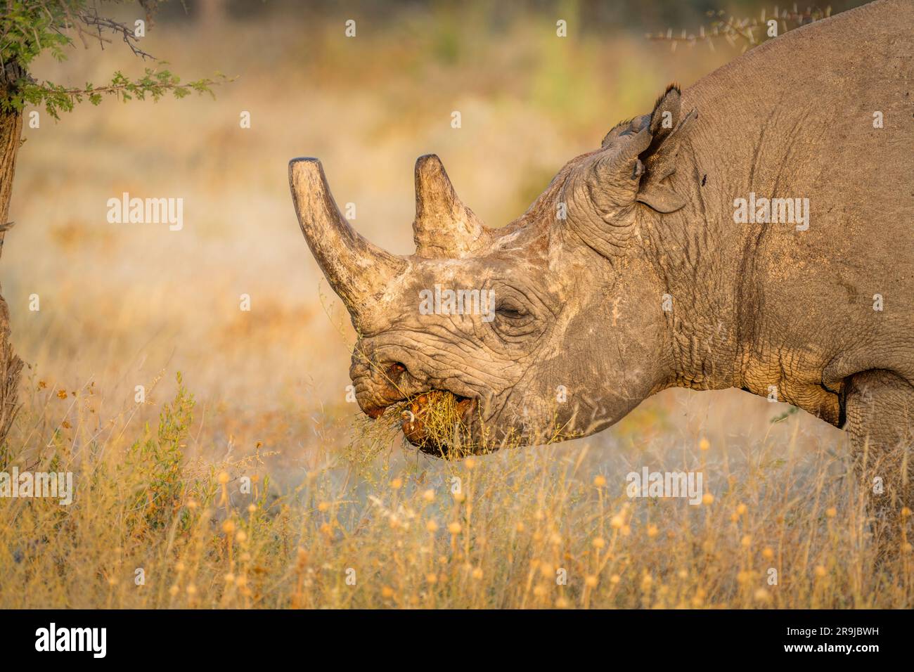 Black rhinoceros or hook-lipped rhinoceros, Diceros bicornis, closeup of the endangered species eating. Etosha National Park, Namibia, Africa Stock Photo