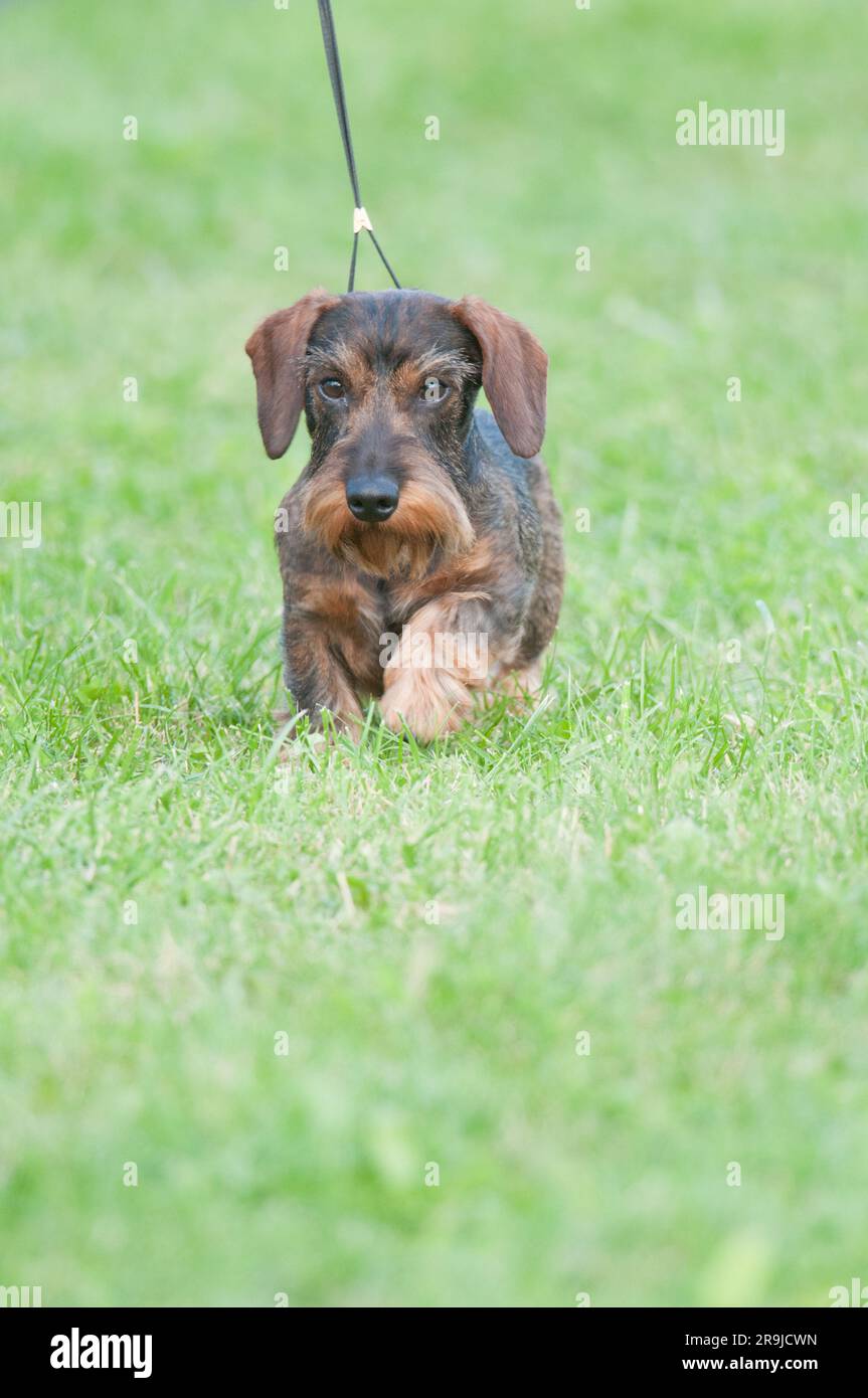 Cute wirehaired dachshund walking on a field of grass Stock Photo