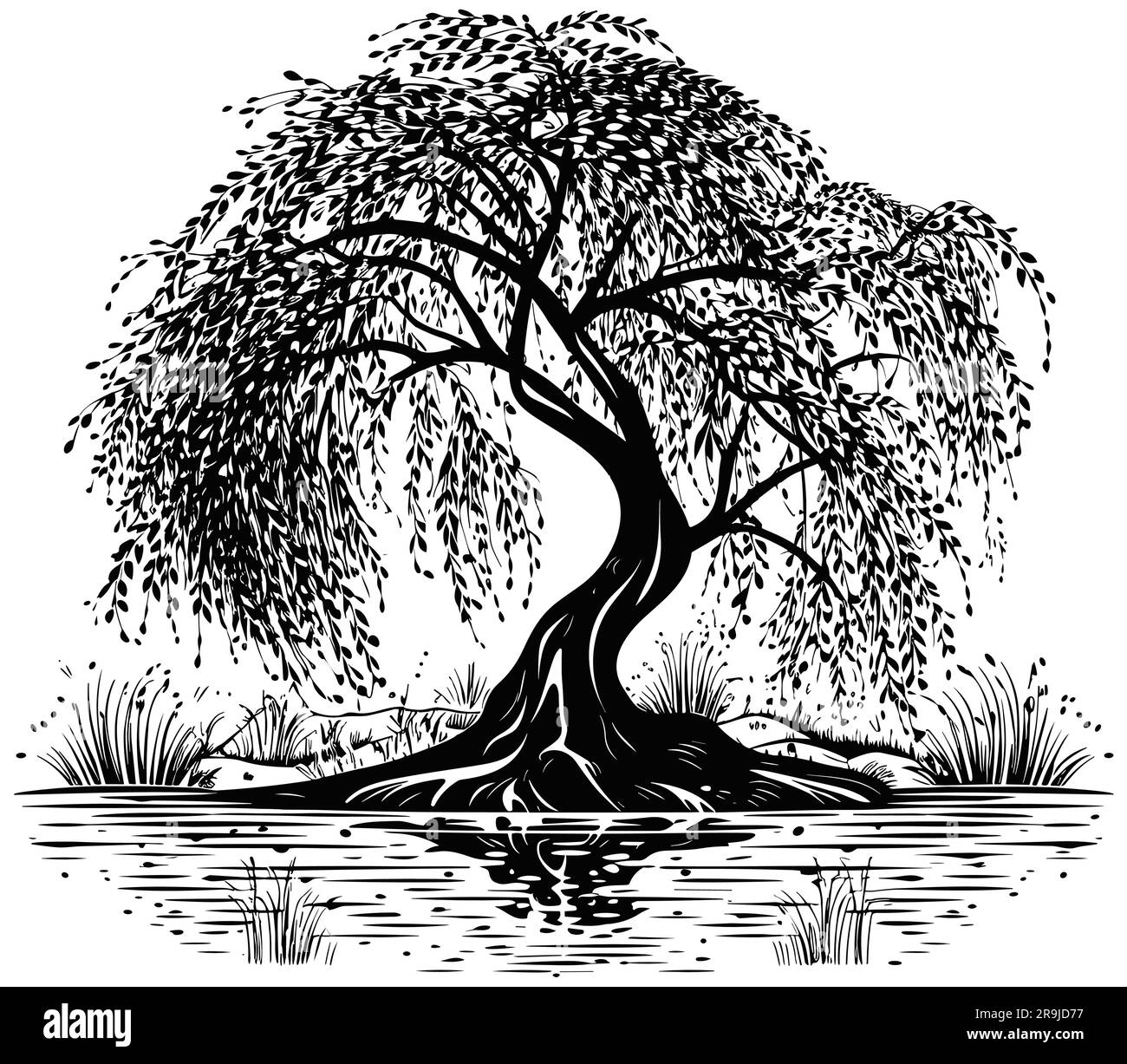 Willow Tree Black and White Stock Vector Image & Art Alamy