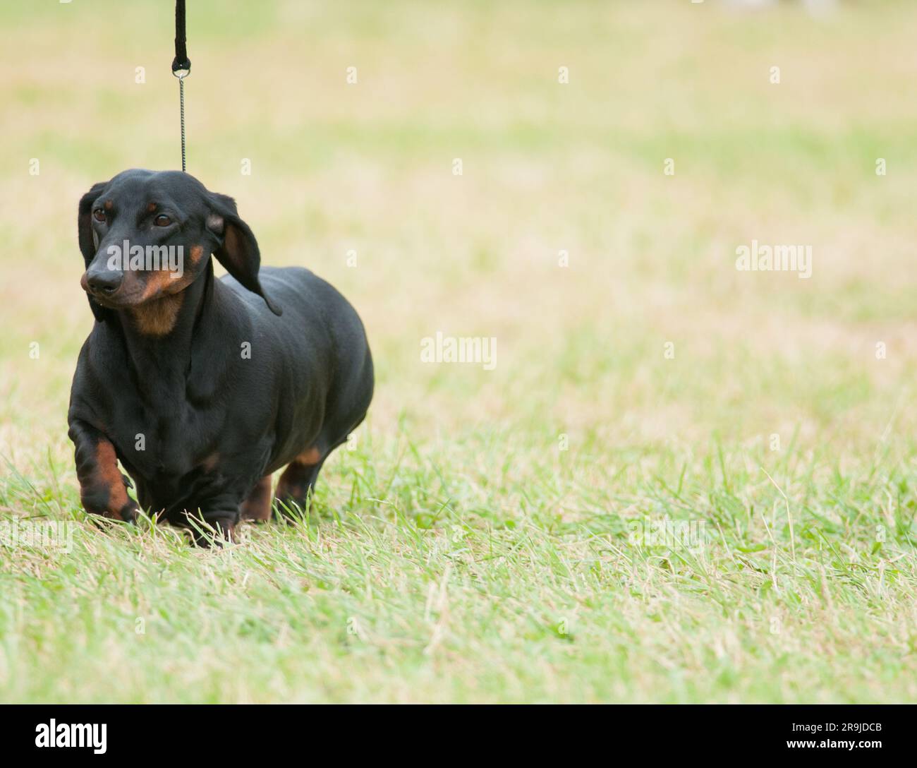 Smooth Dachshund walking low to the green grass in the field Stock Photo