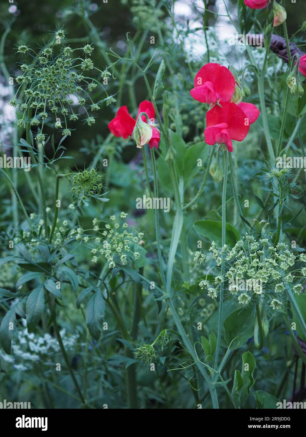 Close up of ammi majus and sweet pea 'miss wilmot' flowers in a cottage garden at dusk in Britain Stock Photo