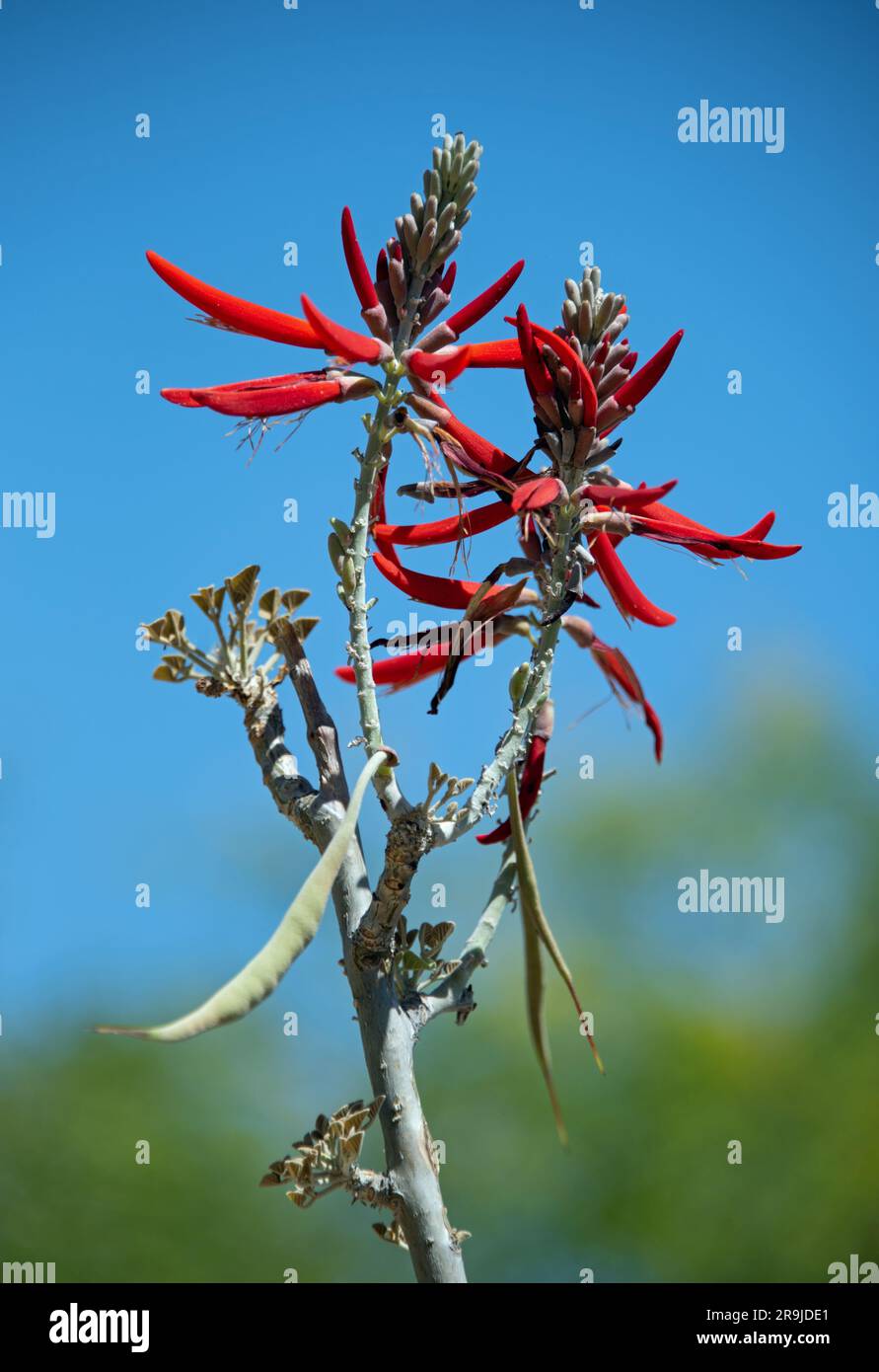 Coralbean (Erythrina flabelliformis) Stock Photo