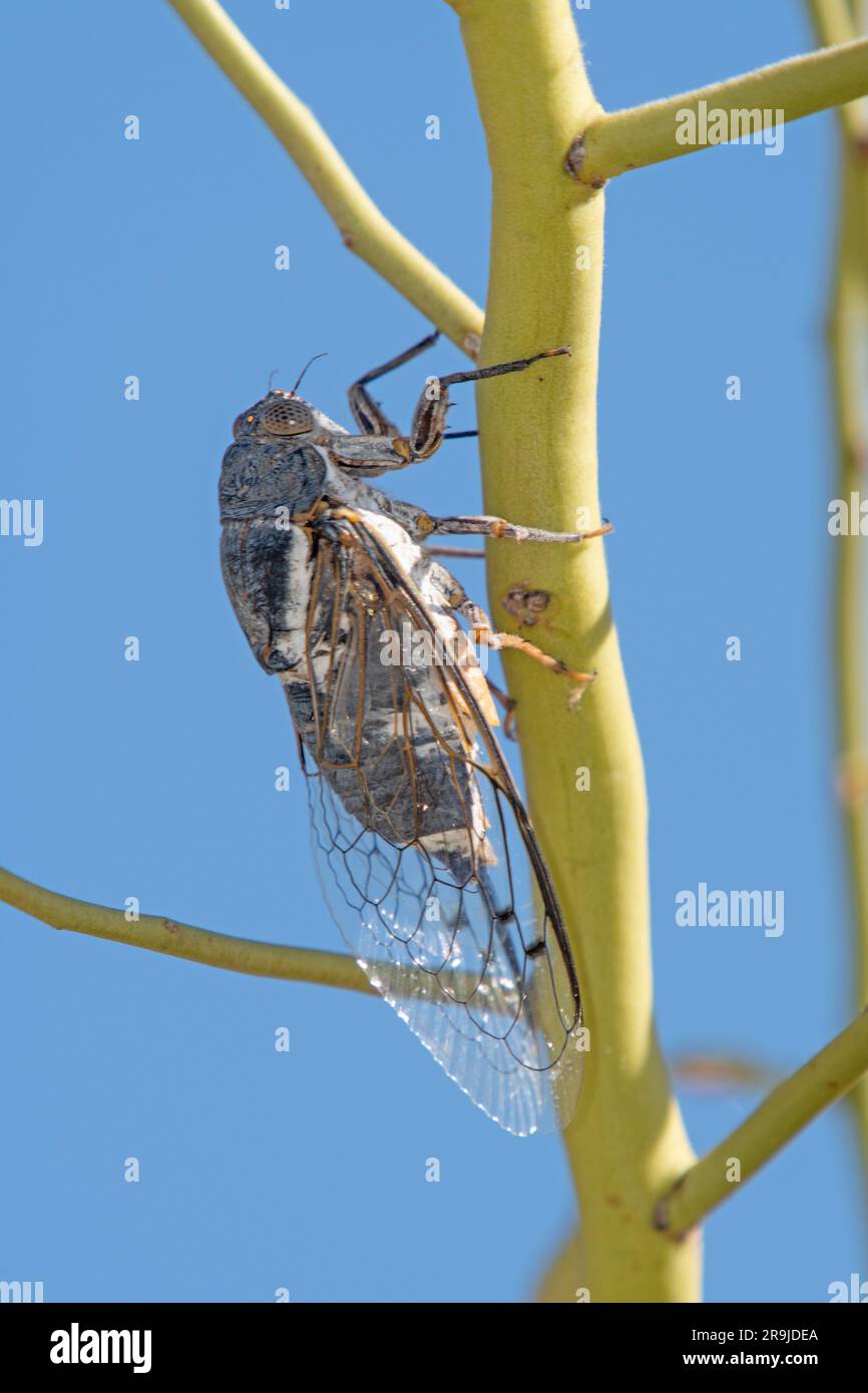 Common Cactus Dodger Cicada (Cacama valvata Stock Photo - Alamy