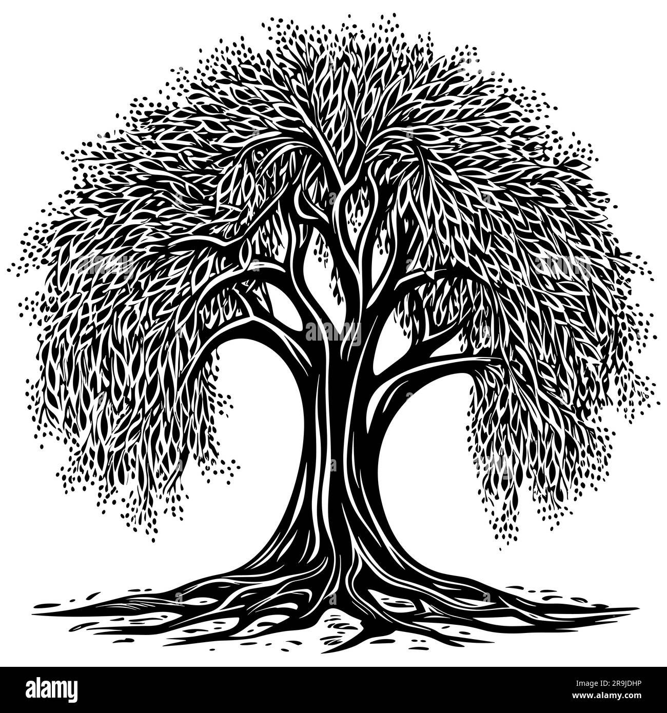 Willow Tree Black and White Stock Vector Image & Art Alamy