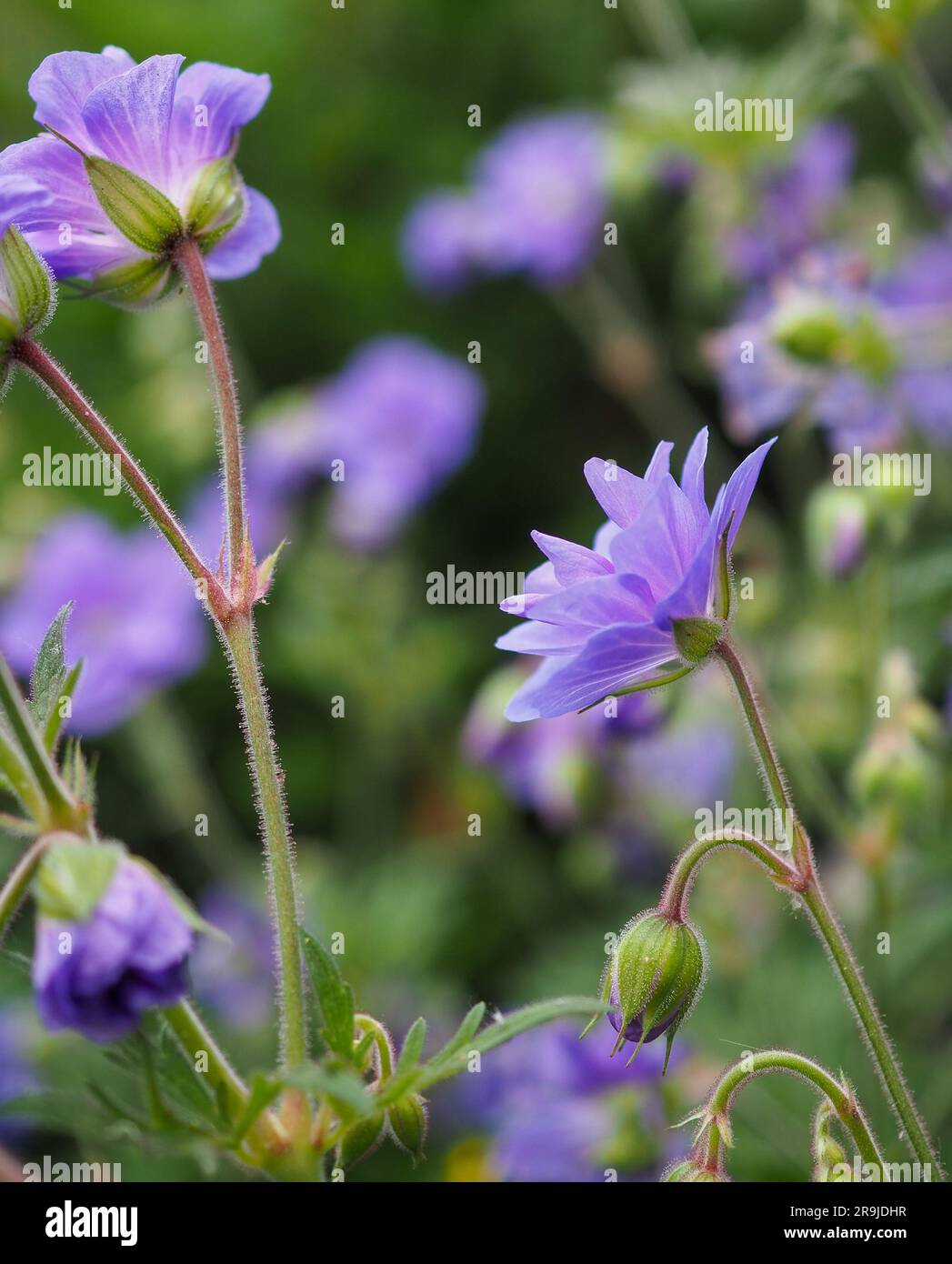 Profile / side-on view of a geranium pratense 'azure skies' (hardy geranium or cranesbill) showing double flower and translucent violet blue petals Stock Photo
