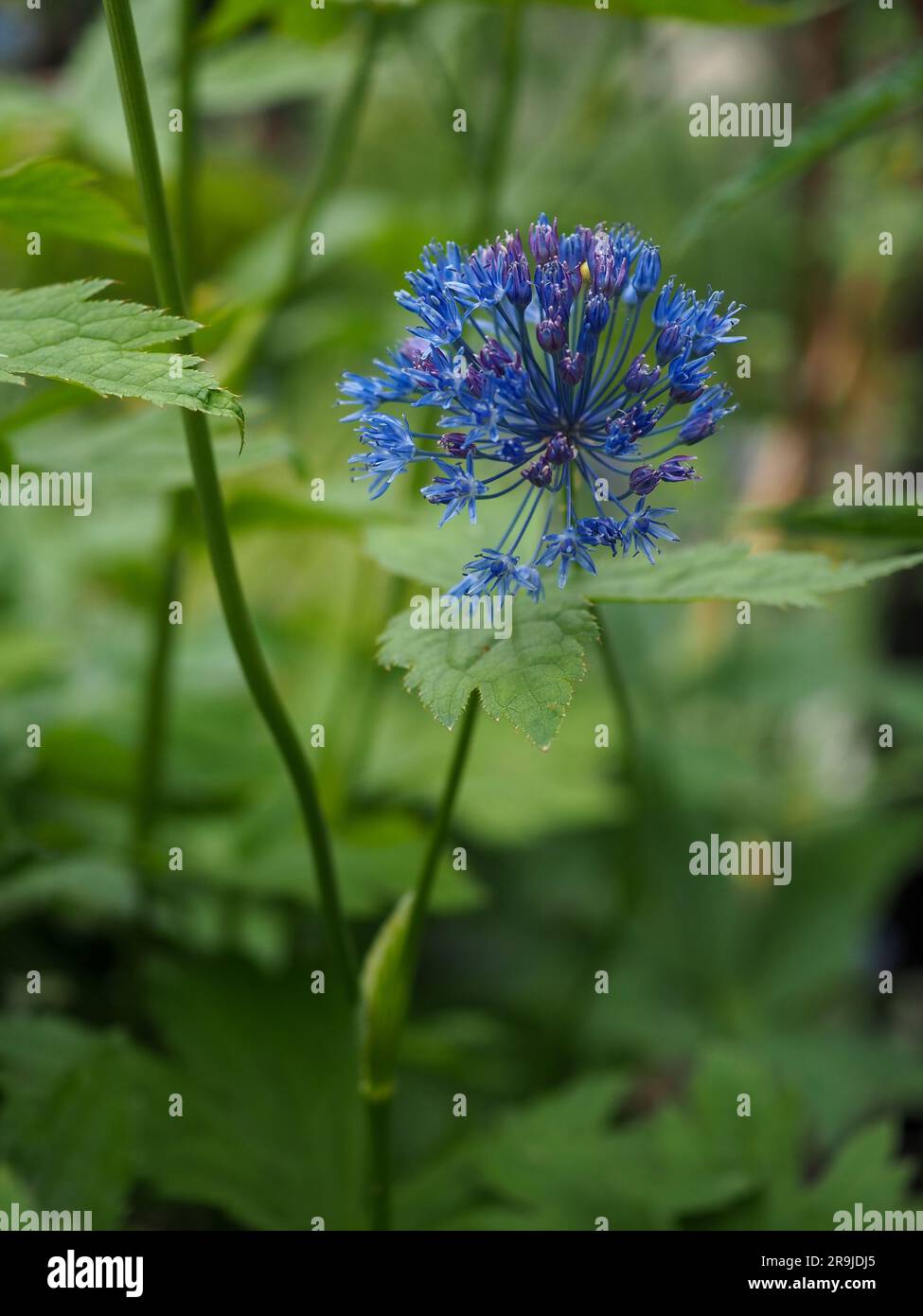 Close up of a blue allium bulb just coming into flower (Allium azureum caeruleum) in a British garden border in June Stock Photo