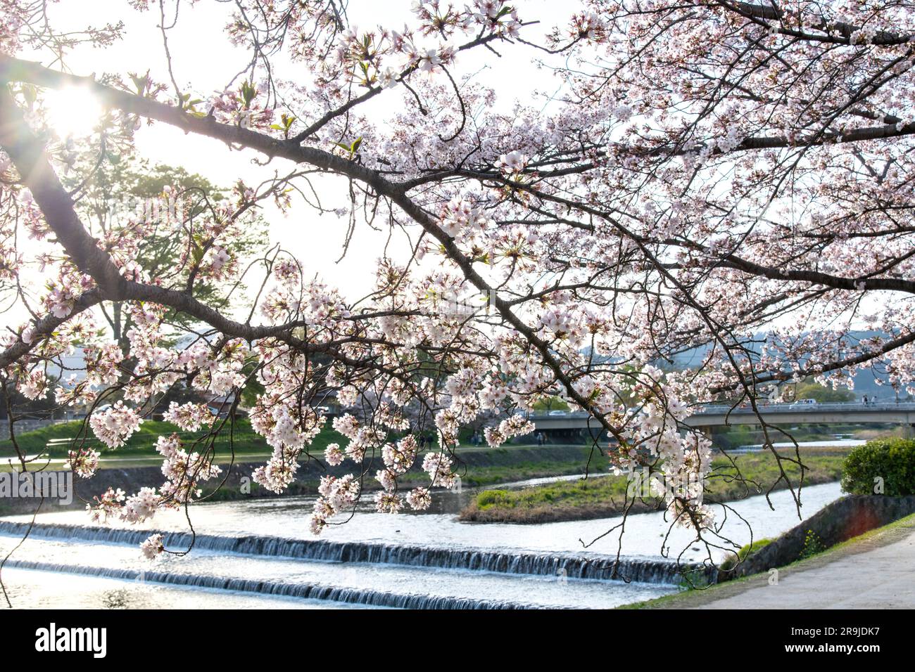 View through branches of Japanese Cherry tree with pink and white cherry blossom or Sakura against bright sun backdrop along the banks of the Kamo riv Stock Photo