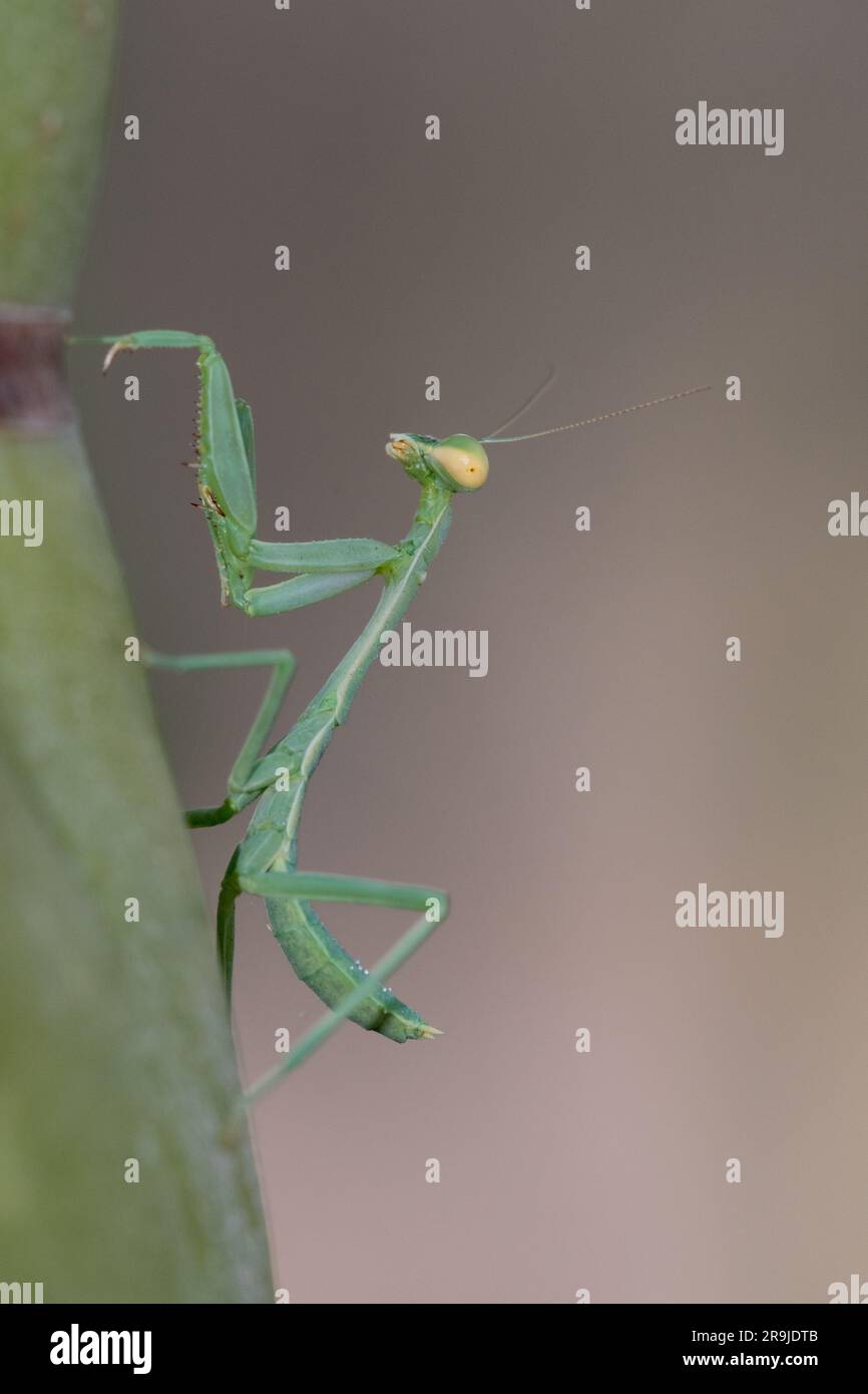 Arizona Praying Mantis (Stagmomantis limbata) nymph Stock Photo Alamy