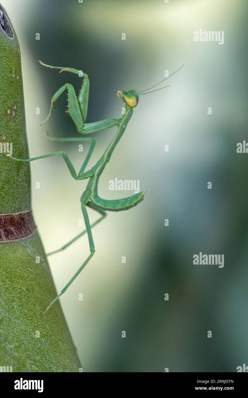 Arizona Praying Mantis (Stagmomantis limbata) nymph Stock Photo Alamy