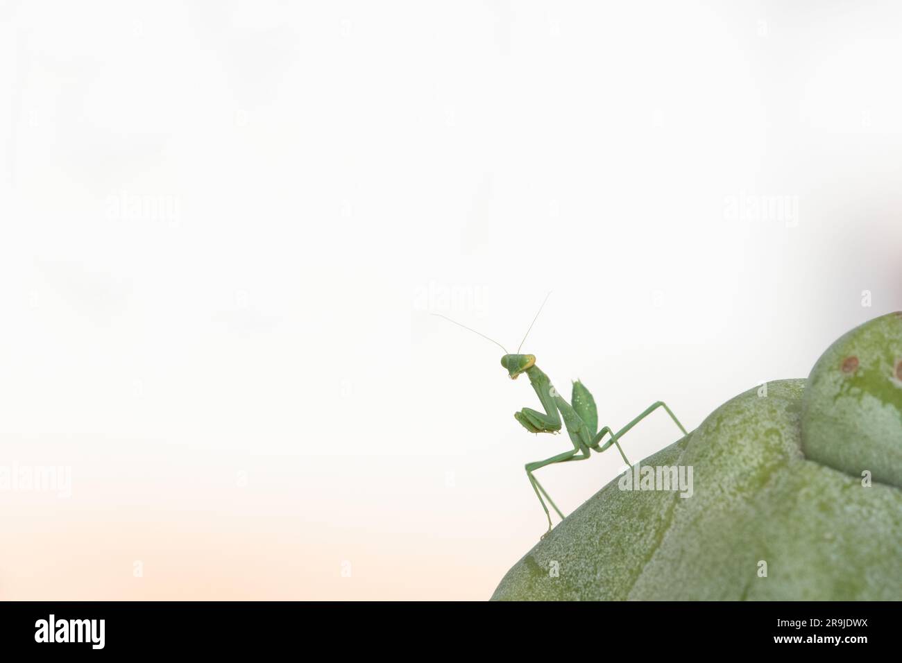 Arizona Praying Mantis (Stagmomantis limbata) nymph Stock Photo Alamy