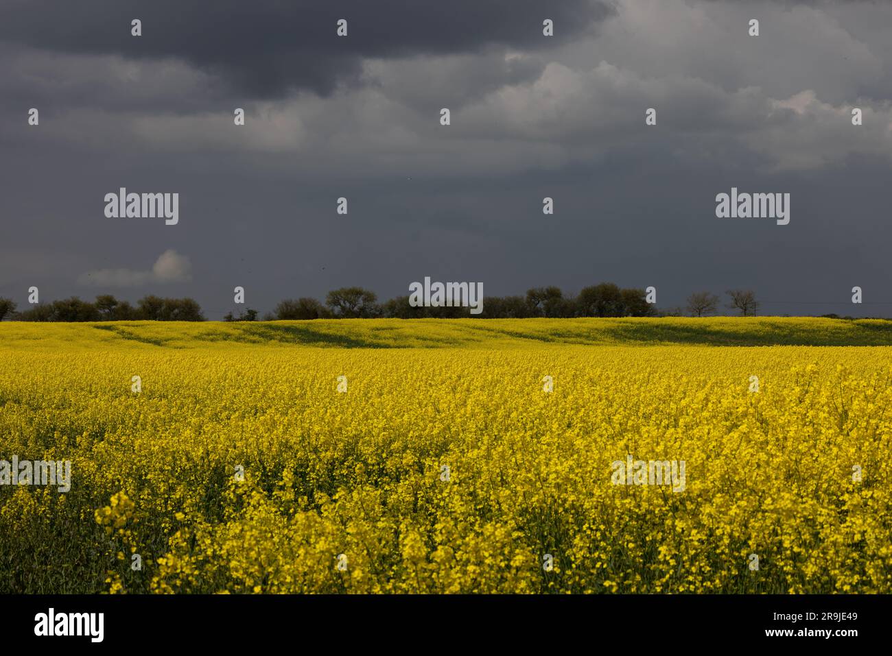 Rapeseed (Brassica napus subsp. napus) black storm clouds Suffolk May 2023 Stock Photo