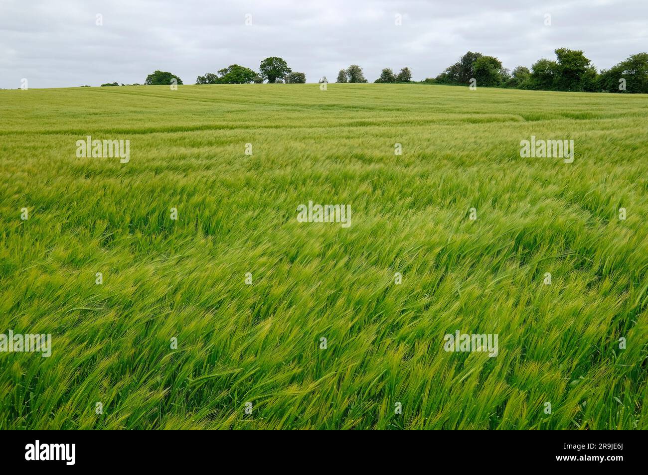 Norfolk spring countryside hi-res stock photography and images - Alamy