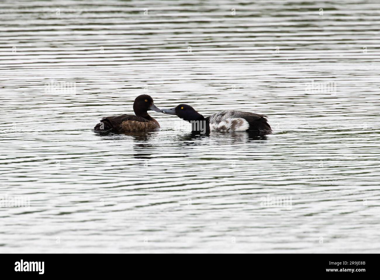 Moulting drake Lesser Scaup (Aythya affinis) paired with female Tufted Duck (Aythya Fuligula) Norfolk June 2023 Stock Photo