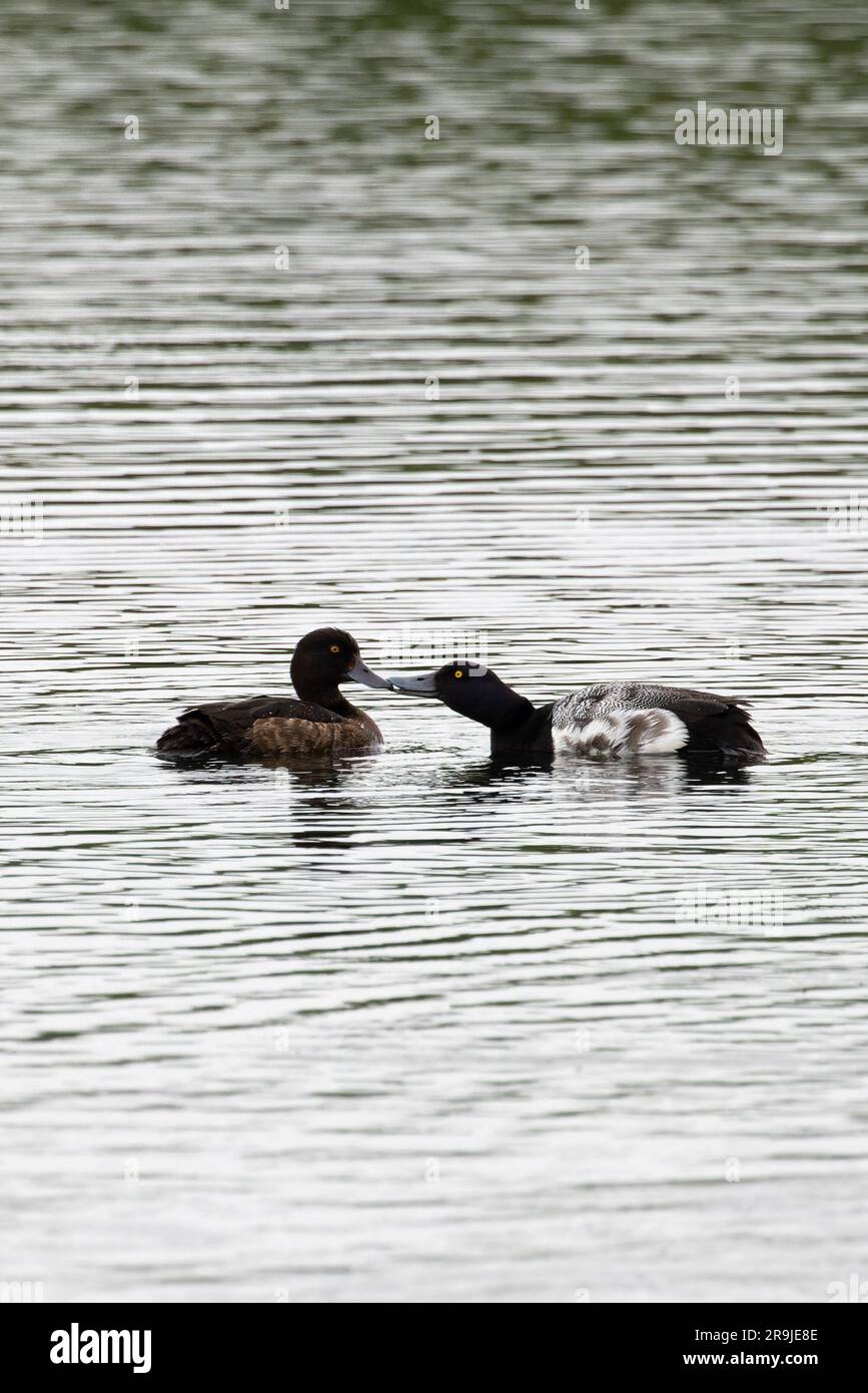 Moulting drake Lesser Scaup (Aythya affinis) paired with female Tufted Duck (Aythya Fuligula) Norfolk June 2023 Stock Photo
