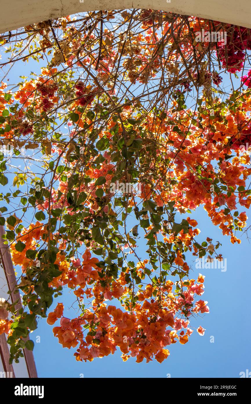 Explosion of colors with the bougainvillea that adorn the houses and ...