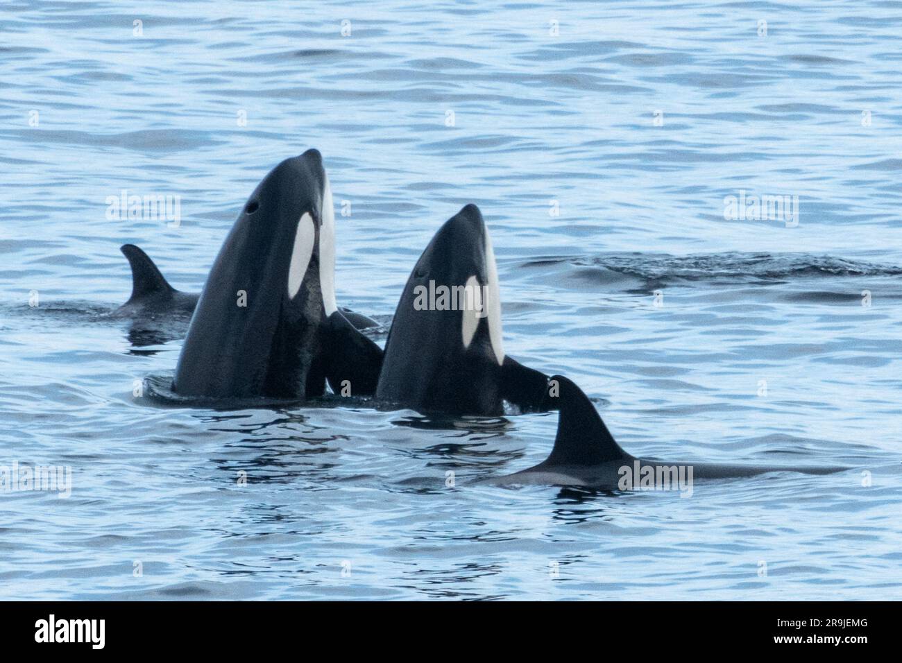 Orca Gruppe vor der Küste Nusfjord, Lofoten, Norwegen Stock Photo