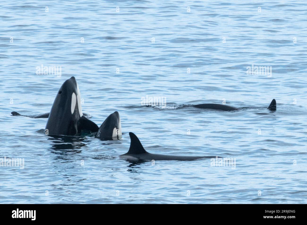 Orca Gruppe vor der Küste Nusfjord, Lofoten, Norwegen Stock Photo