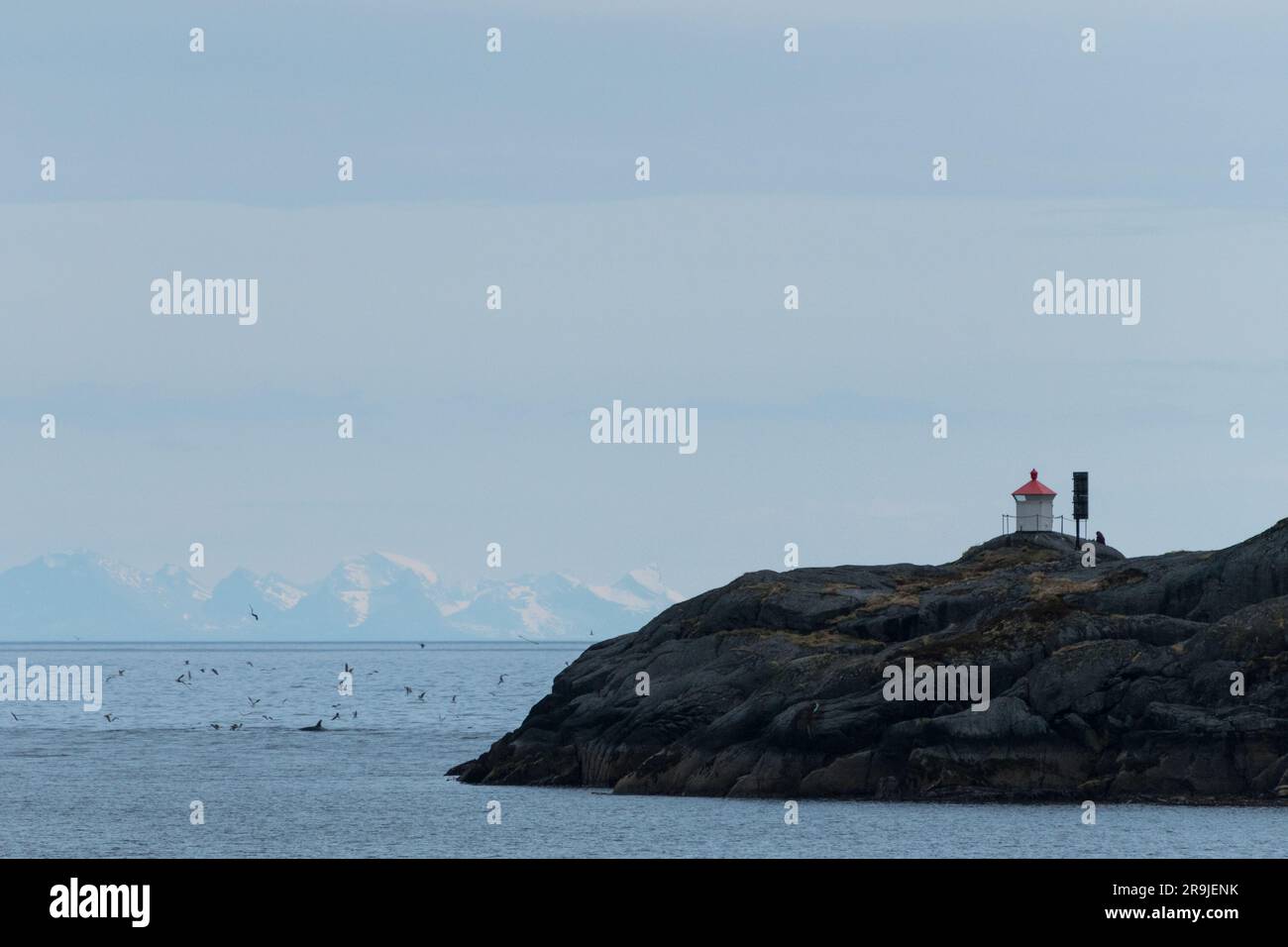Orca Gruppe vor der Küste Nusfjord, Lofoten, Norwegen Stock Photo
