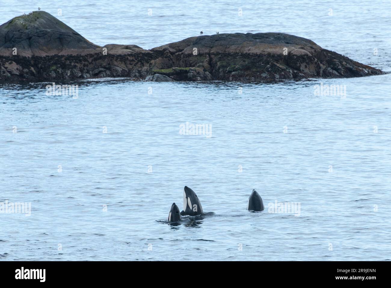 Orca Gruppe vor der Küste Nusfjord, Lofoten, Norwegen Stock Photo