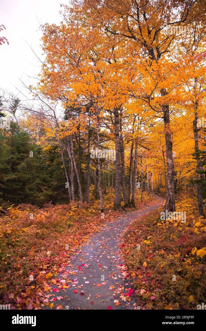 Beautiful scenery of autumn fall foliage colors inside Cape Breton