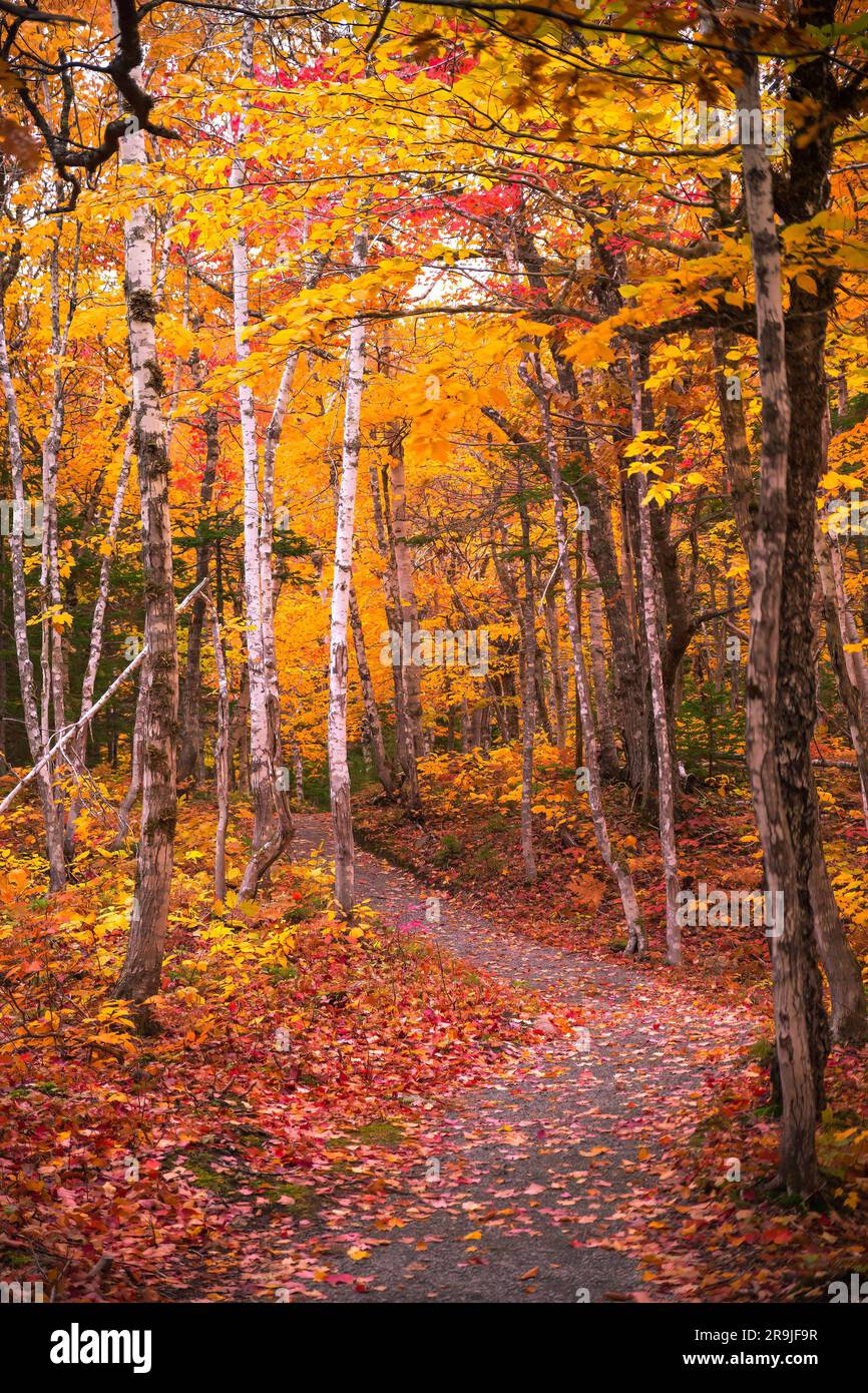 Beautiful scenery of autumn fall foliage colors inside Cape Breton