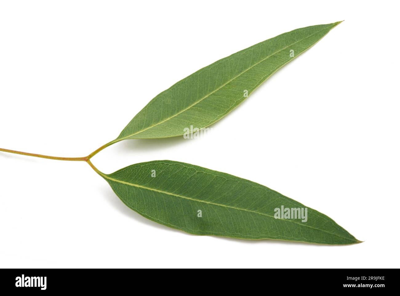 Eucalyptus sprig with leaves isolated on white background Stock Photo