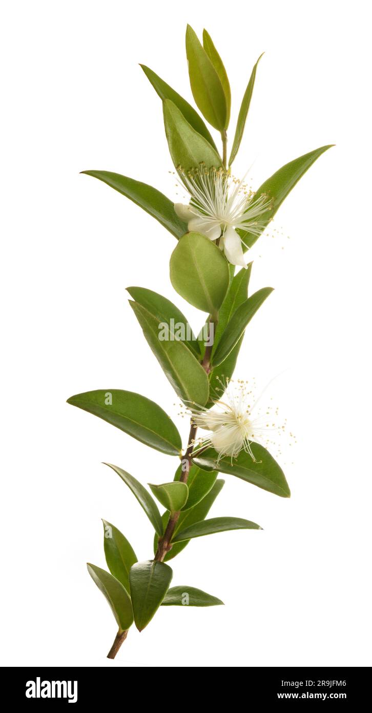Common myrtle branch with flowers isolated on white Stock Photo - Alamy