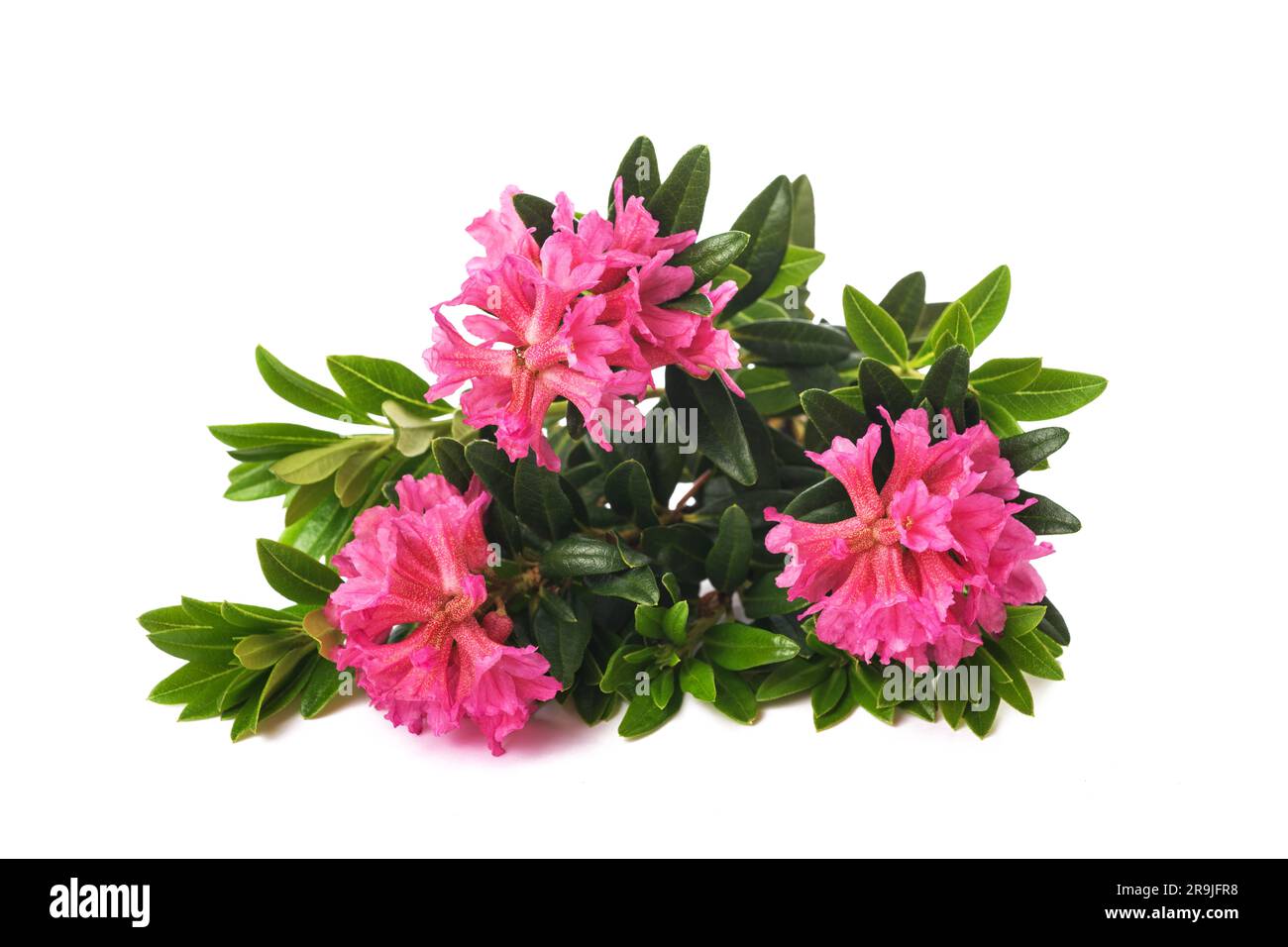 Rusty leaved alpenrose isolated on white background Stock Photo