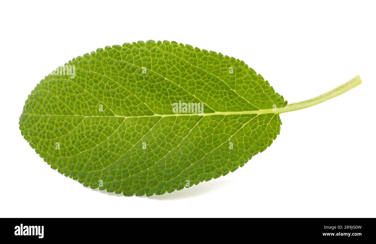 Fresh  sage leaf isolated on white background Stock Photo