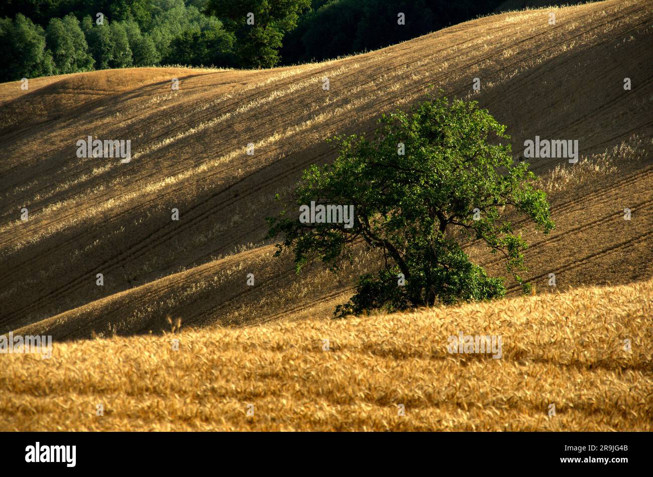 una quercia solitaria in mezzo ad un campo di grano maturo Stock Photo