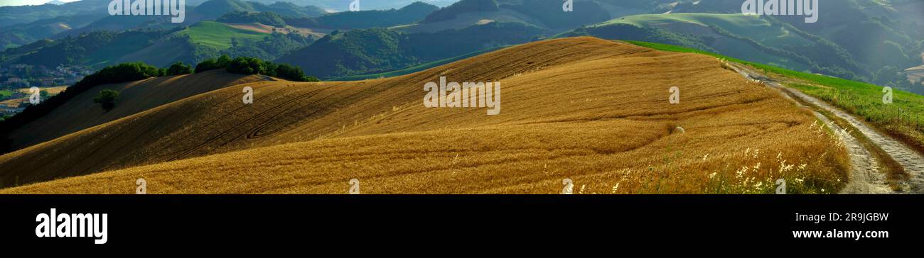 campo di grano maturo sulle colline del Montefeltro Stock Photo