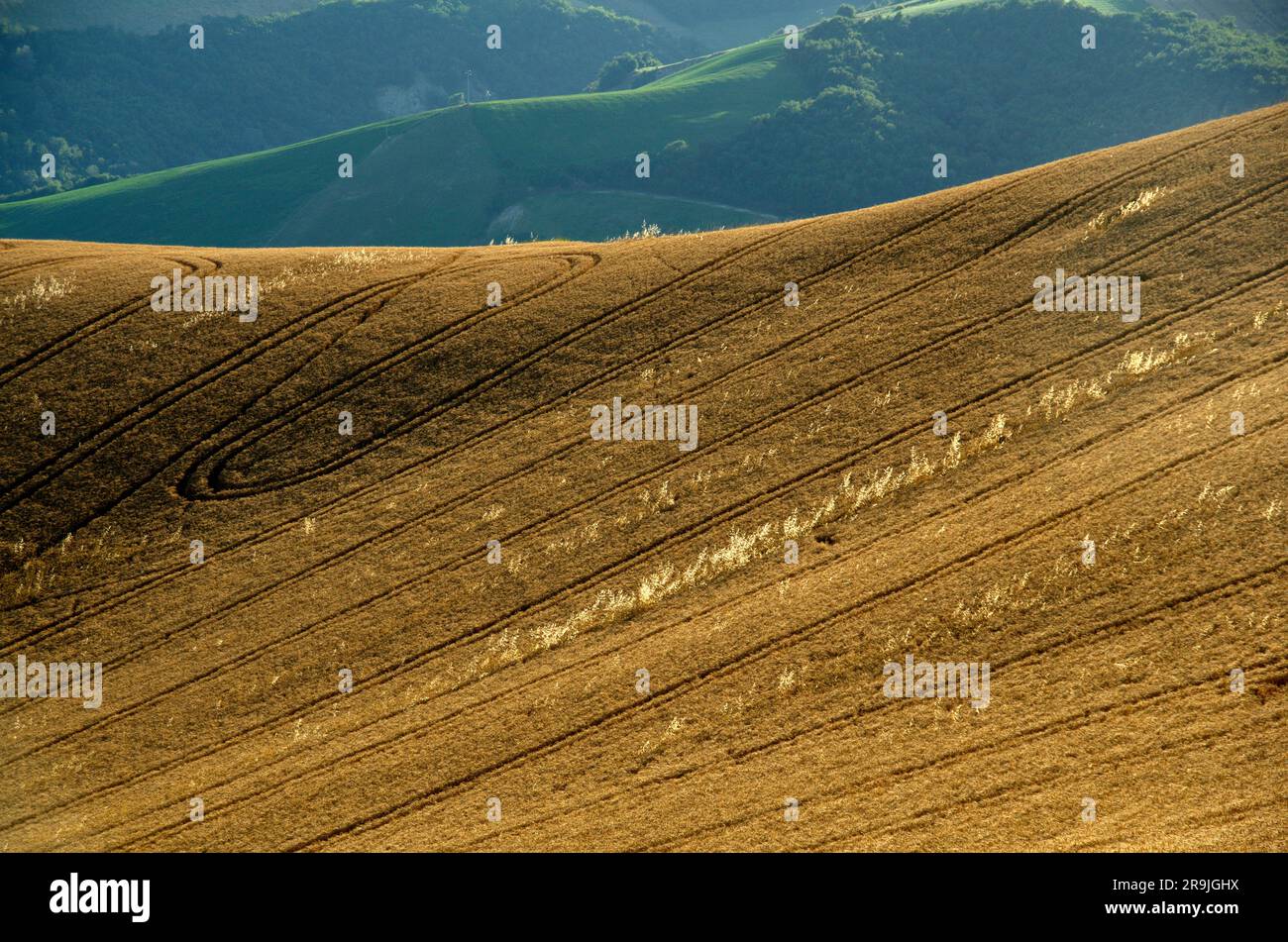 campo di grano maturo sulle colline del Montefeltro Stock Photo