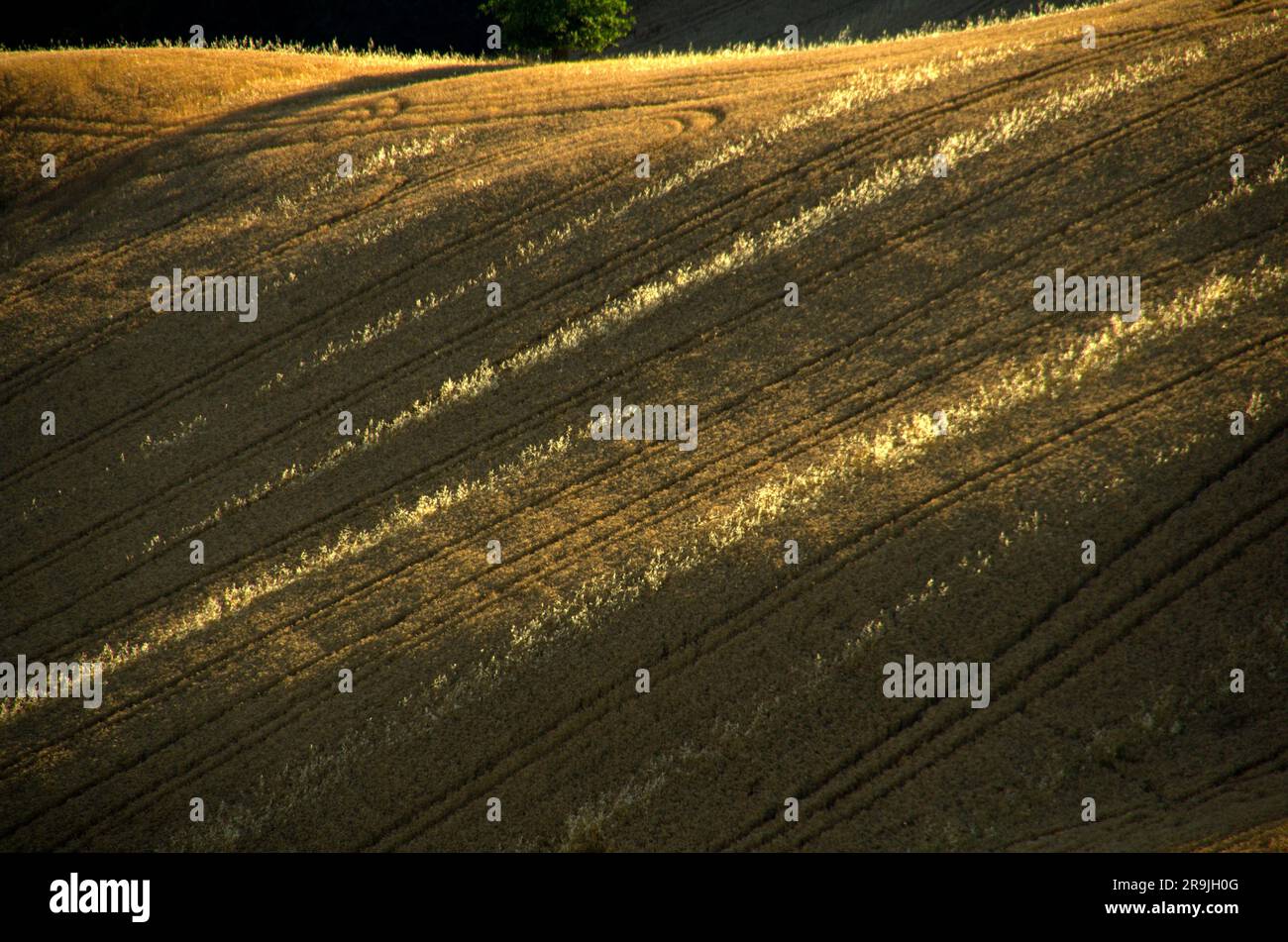 campo di grano maturo sulle colline del Montefeltro Stock Photo