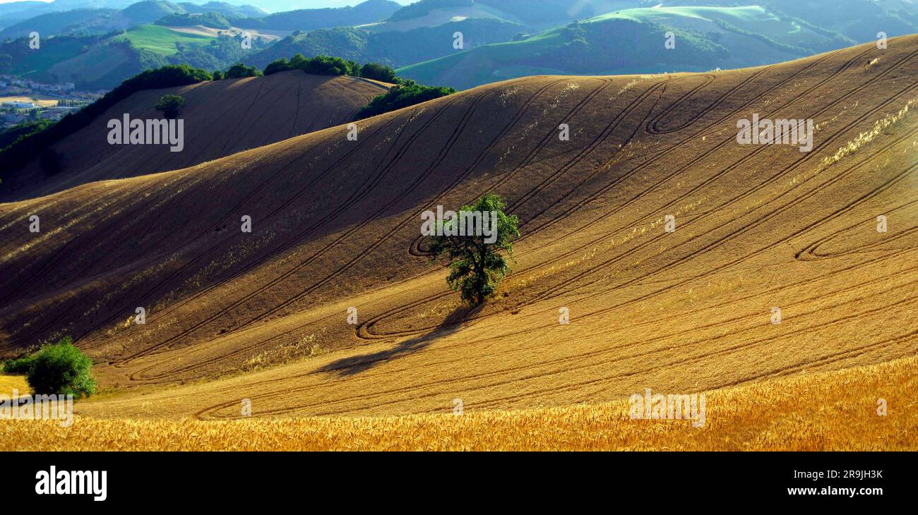 una quercia solitaria in mezzo ad un campo di grano maturo Stock Photo