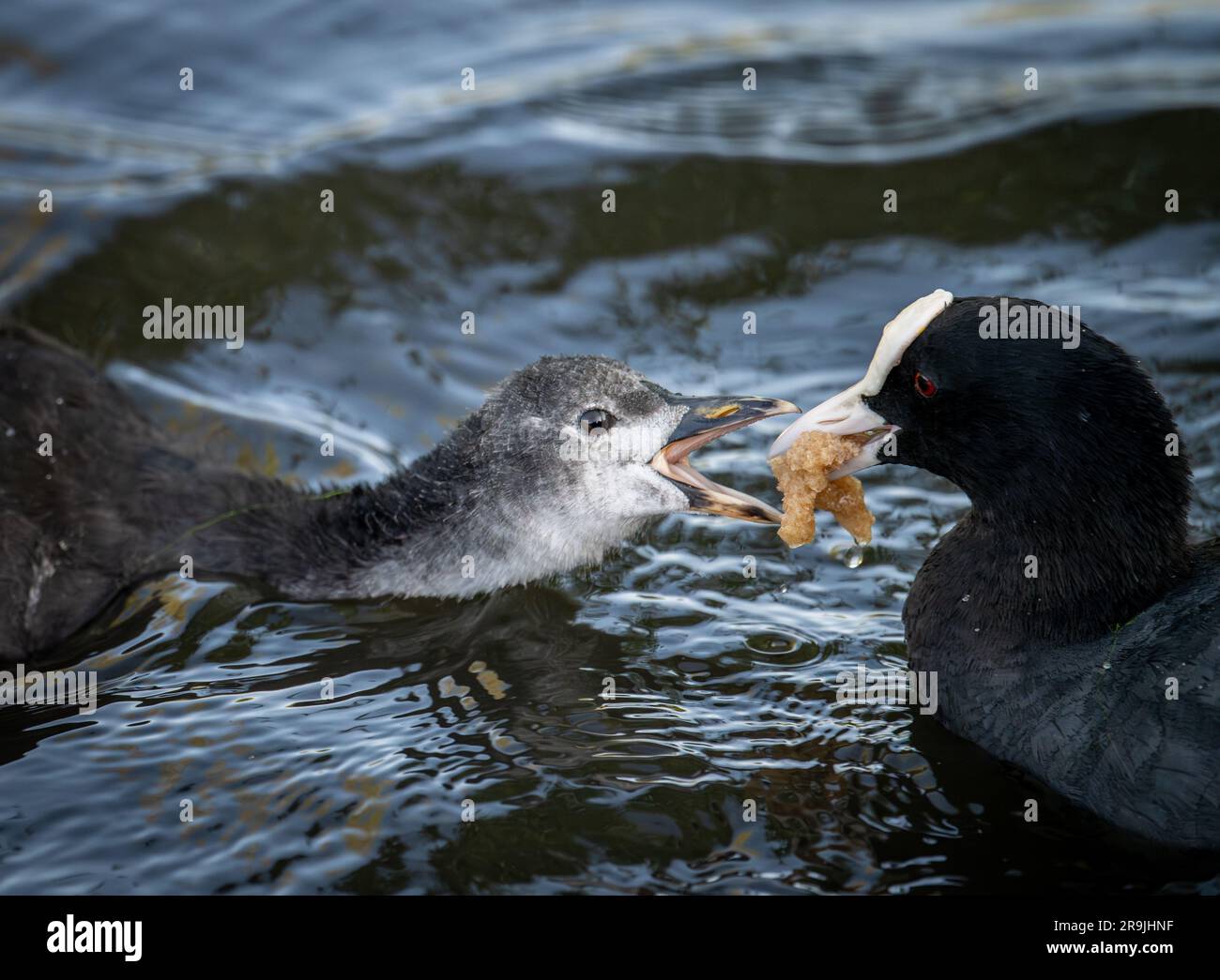 Coot feeding its chick while swimming on a lake. Coot (Fulica atra) in Kelsey Park, Beckenham