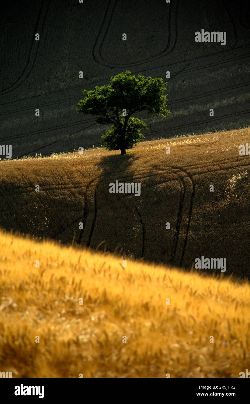 una quercia solitaria in mezzo ad un campo di grano maturo Stock Photo