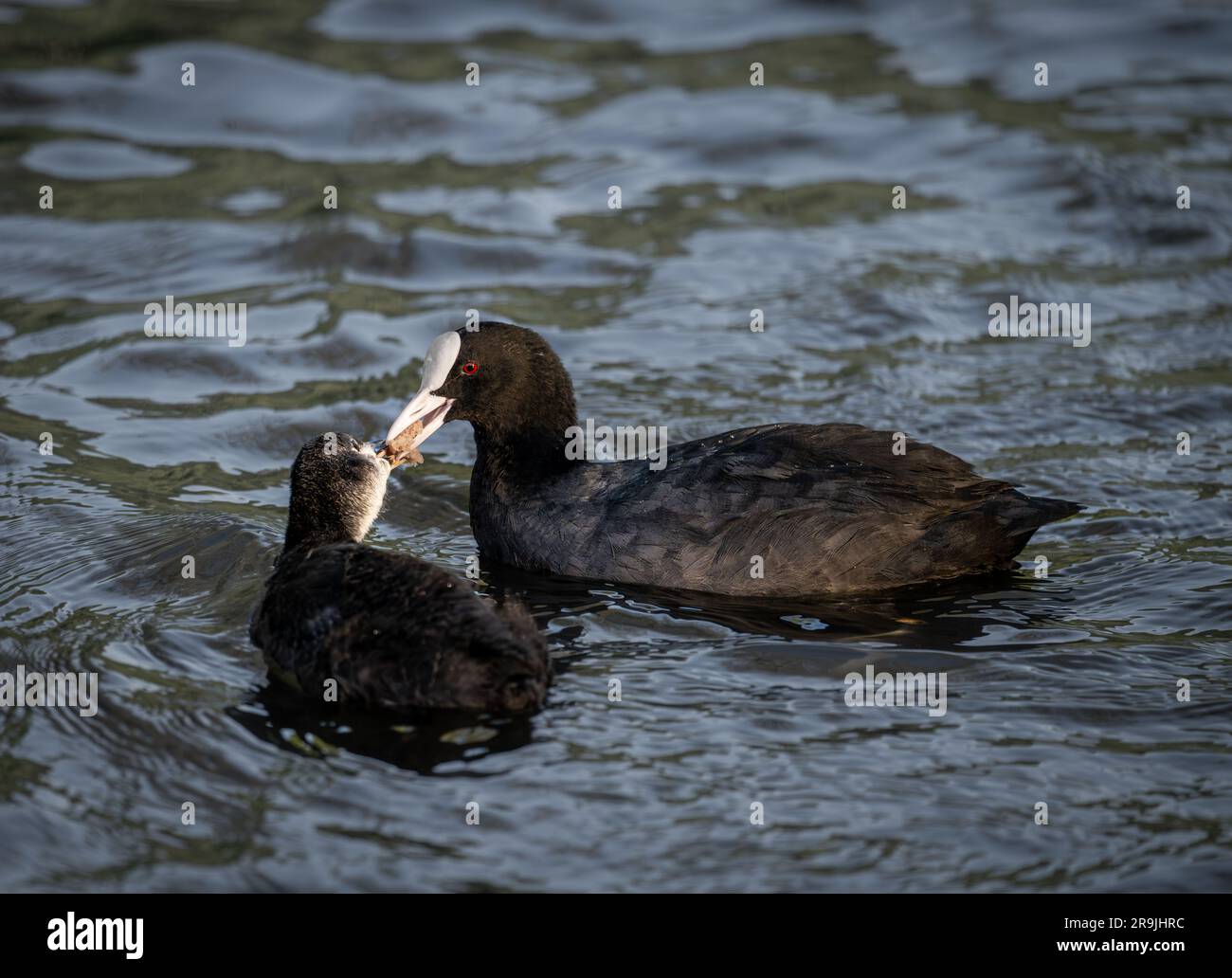 Coot feeding its chick while swimming on a lake. Coot (Fulica atra) in Kelsey Park, Beckenham